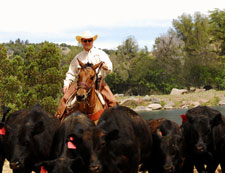 USA-Arizona-Cattle Ranch in Pleasant Valley